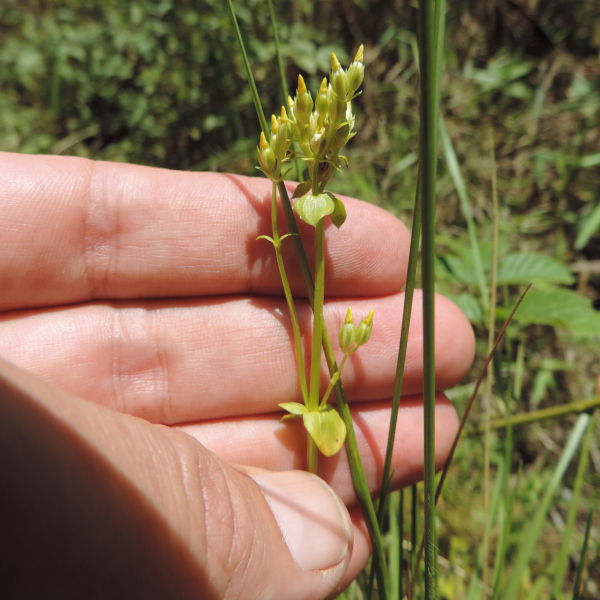 Sebaea brachyphylla