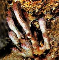 鹿茸軟珊瑚