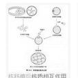 核質關係 核質關係
