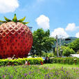台灣觀光休閒農業發展協會