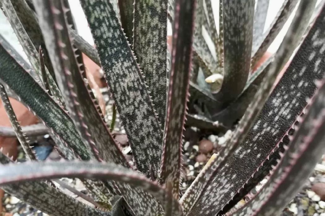 白花蘆薈 白花蘆薈