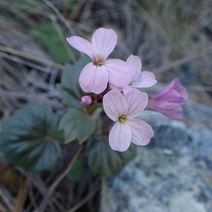 Cardamine pachystigma