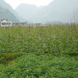 婁山關村 婁山關村