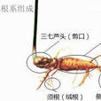 三七根皂苷 三七根皂苷