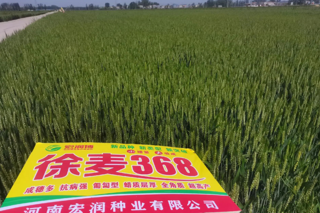徐麥368 徐麥368