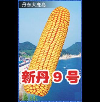 新丹9號 新丹9號
