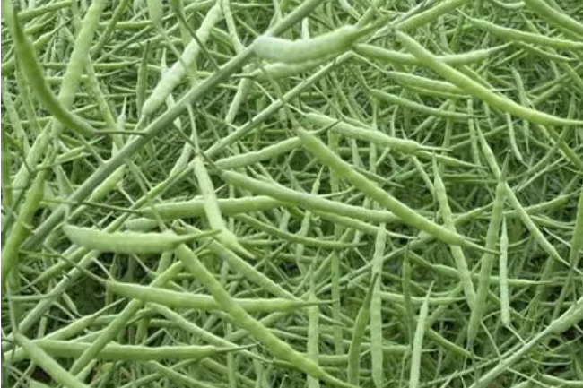 農華油101(十字花科蕓薹屬植物) 農華油101(十字花科蕓薹屬植物)