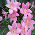 紅花韭蘭 紅花韭蘭