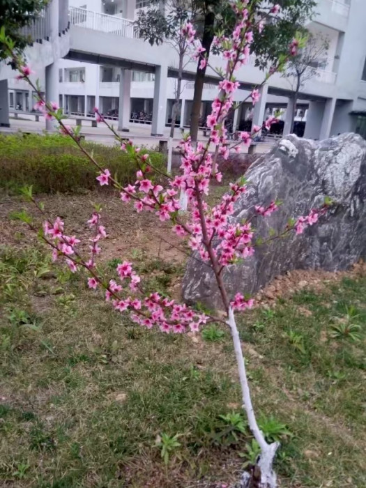厚德樓 厚德樓