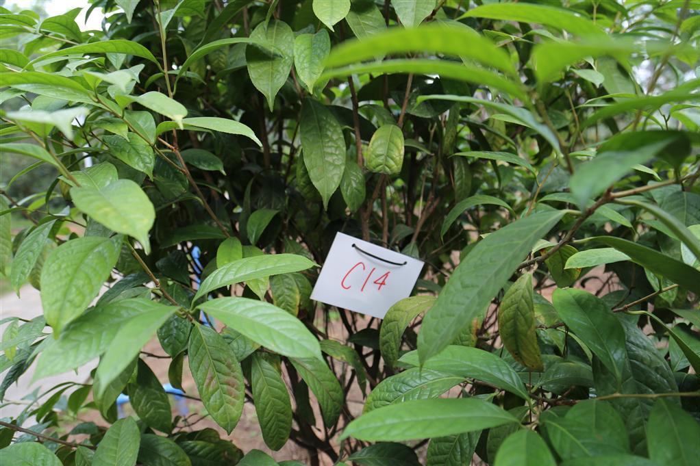 金花茶優樹FS014 金花茶優樹FS014