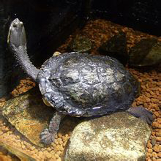 阿根廷蛇頸龜