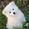 愛斯基摩犬