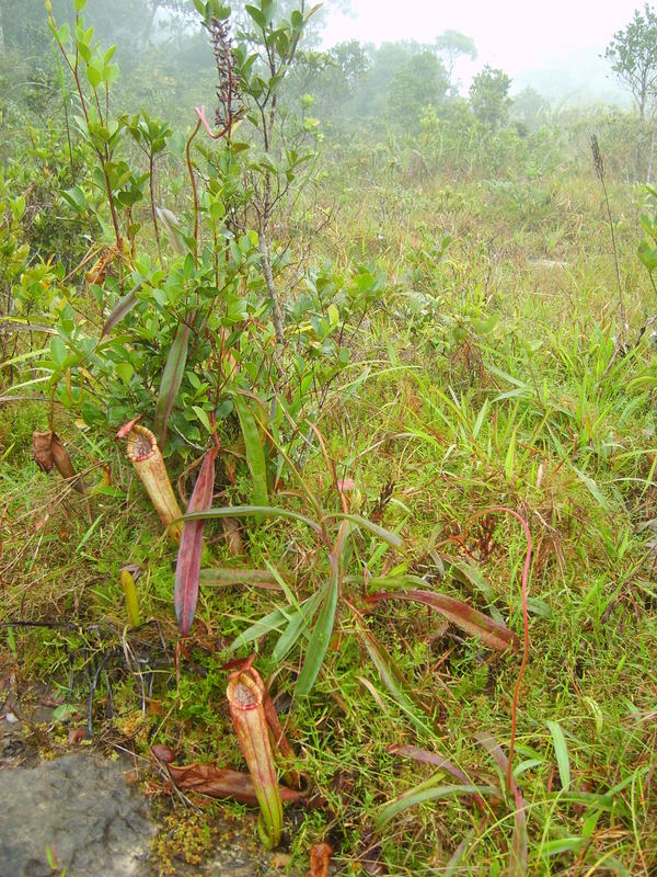 雨季的波哥山高地的波哥豬籠草原生地