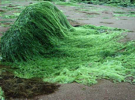 這就是綠藻
