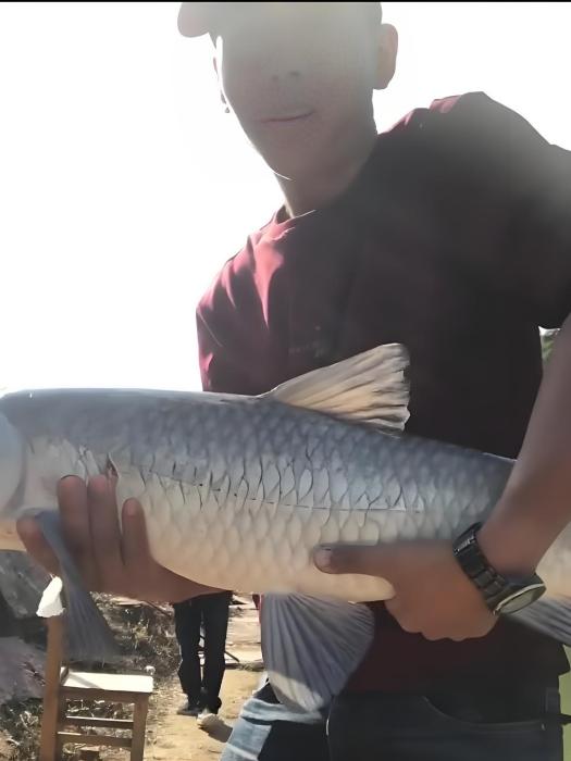 魚者上鉤 魚者上鉤