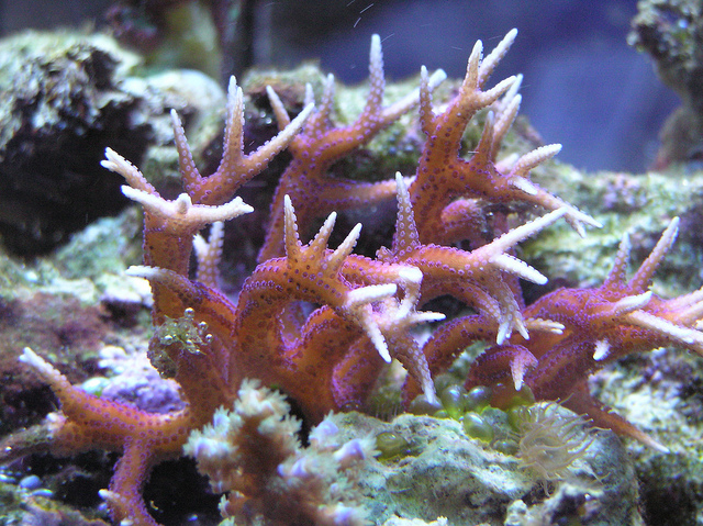 鳥巢珊瑚