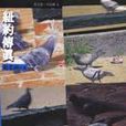 紐約傳真 紐約傳真