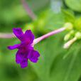 紫茉莉(中央種子目紫茉莉科植物)