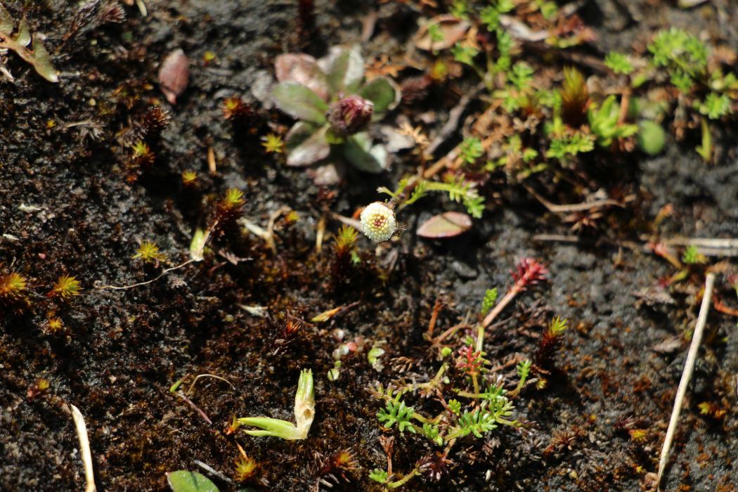 Plagiocheilus soliviformis Plagiocheilus soliviformis
