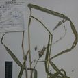 長序狼尾草 長序狼尾草