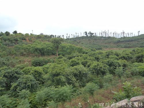 四川瀘州興隆園林景觀工程有限公司