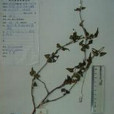 平臥蓼 平臥蓼
