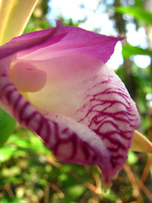 無葉科雷蘭(Cleistes aphylla)