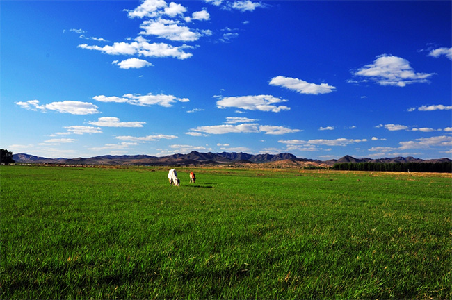 阿魯科爾沁草原國家級自然保護區