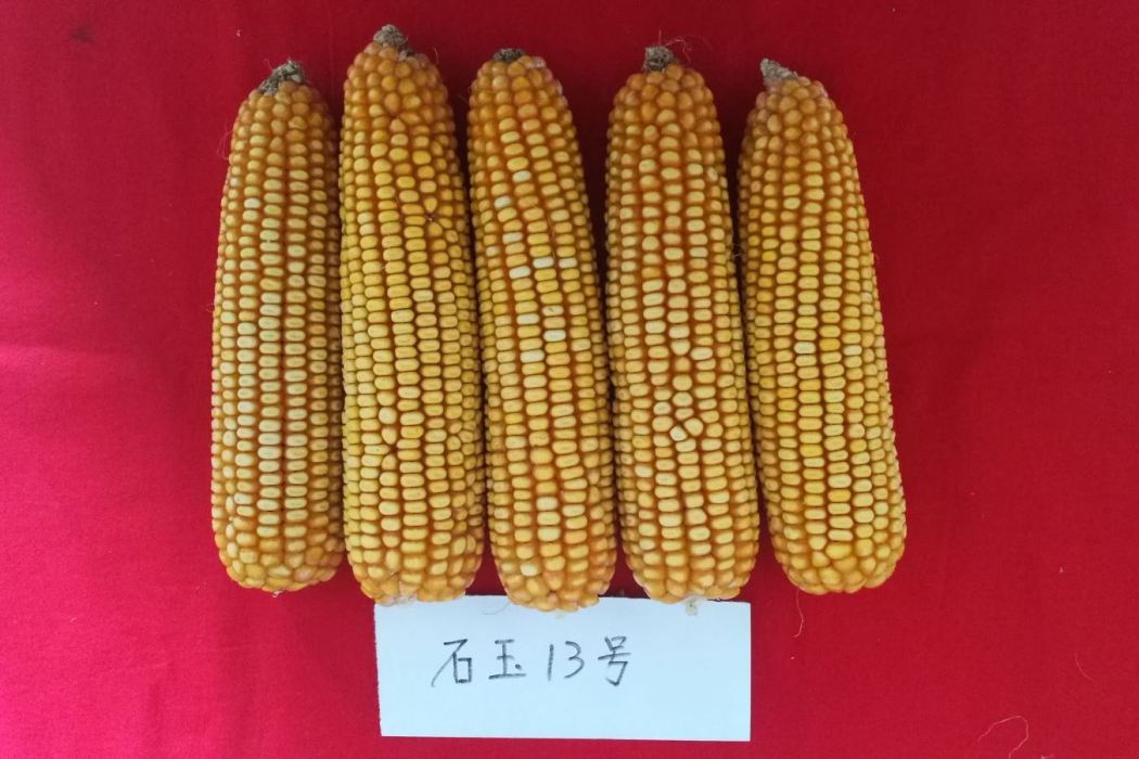 石玉13號 石玉13號
