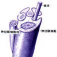 神經膜 神經膜