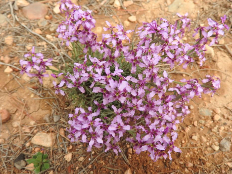 Matthiola fruticulosa