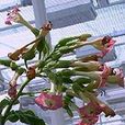 轉基因菸草 轉基因菸草