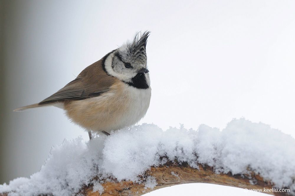 鳳頭山雀