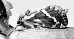 啤酒花蝠蛾(Hepialus cupulinus)