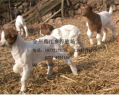 桂林全州蕉江波爾山羊養殖場