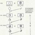 回交 回交
