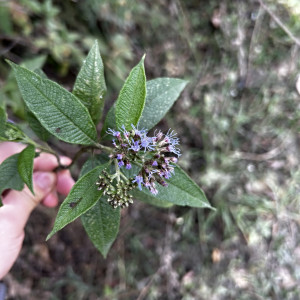 Aristeguietia buddlejifolia