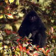 黑疣猴