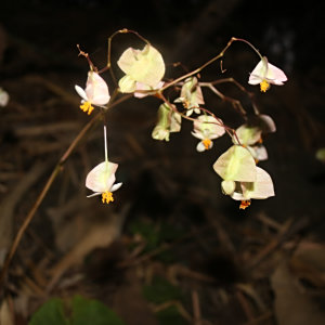 Begonia serotina