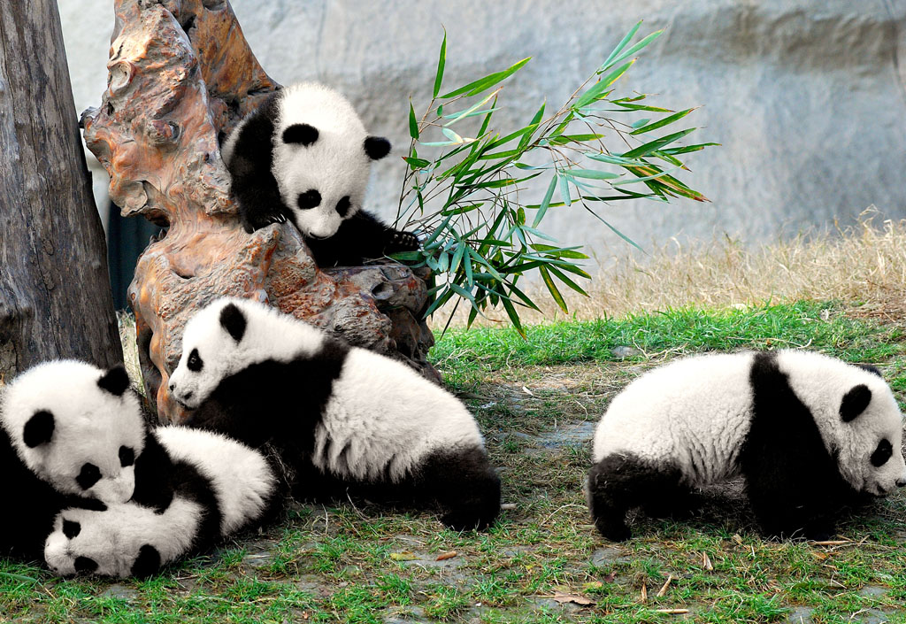 熊貓之都