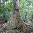 樟葉野桐 樟葉野桐