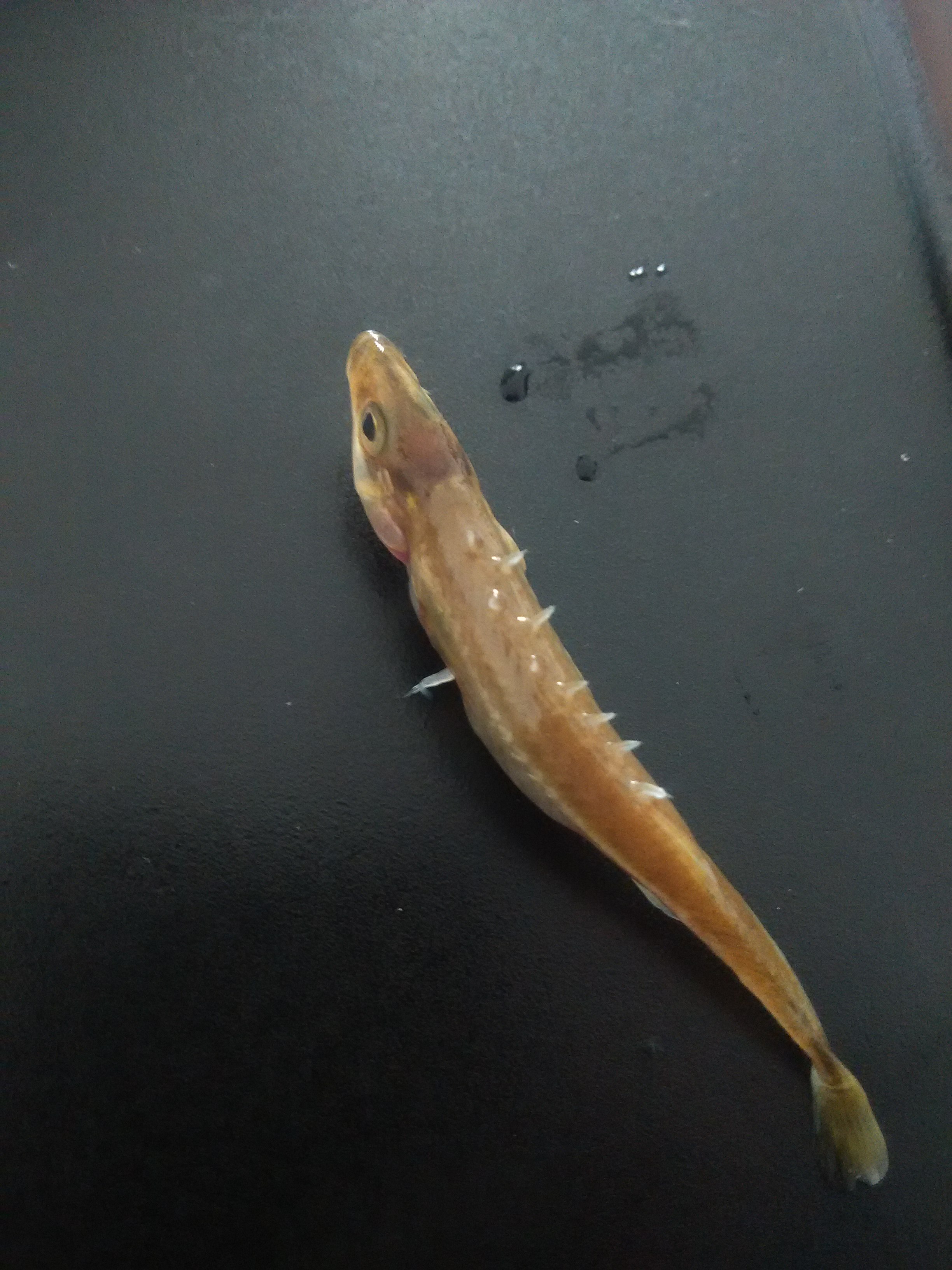 中華九刺魚