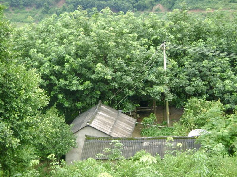 洛馬的村 洛馬的村
