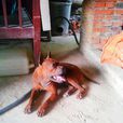 重慶犬 重慶犬