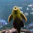 垃圾魚(魚類) 垃圾魚(魚類)