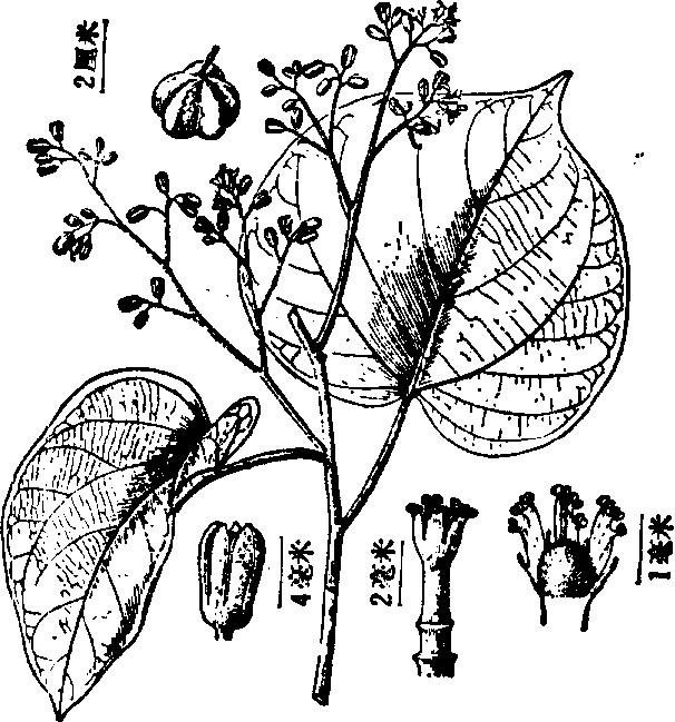 鷓鴣麻屬 鷓鴣麻屬