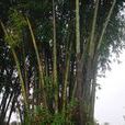 五棵樹村(雲南省德宏州梁河縣遮島鎮水箐行政村) 五棵樹村(雲南省德宏州梁河縣遮島鎮水箐行政村)