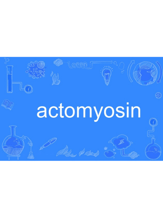 actomyosin actomyosin