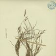 川上短柄草 川上短柄草