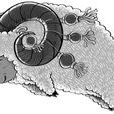 臘月羊 臘月羊